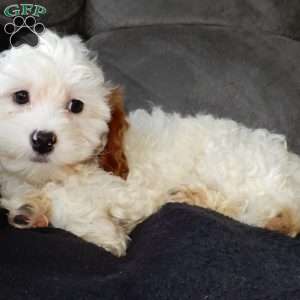 Chester, Cavapoo Puppy